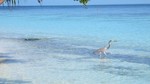 Vilamendhoo2013-683.jpg
