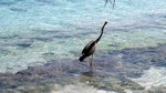 Vilamendhoo2013-684.jpg