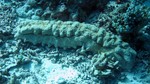 Vilamendhoo2013-703.jpg