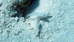 Vilamendhoo2013-705.jpg