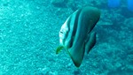 Vilamendhoo2013-711.jpg