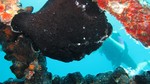 Vilamendhoo2013-724.jpg