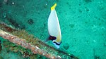Vilamendhoo2013-727.jpg