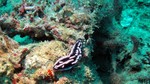 Vilamendhoo2013-730.jpg