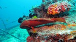 Vilamendhoo2013-741.jpg