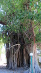 Vilamendhoo2013-775.jpg