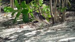 Vilamendhoo2013-792.jpg