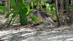 Vilamendhoo2013-793.jpg