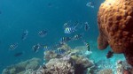 Vilamendhoo2013-798.jpg