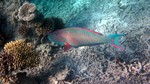 Vilamendhoo2013-799.jpg