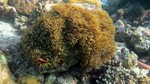 Vilamendhoo2013-803.jpg