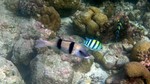 Vilamendhoo2013-806.jpg