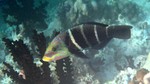 Vilamendhoo2013-807.jpg