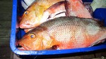 Vilamendhoo2013-823.jpg