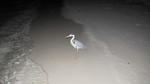 Vilamendhoo2013-824.jpg