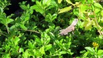 Vilamendhoo2013-826.jpg