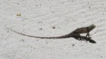 Vilamendhoo2013-838.jpg