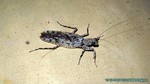 Thailand2013-0027.jpg