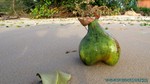 Thailand2013-0062.jpg