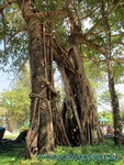 Thailand2013-0069.jpg