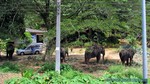 Thailand2013-0077.jpg