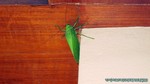 Thailand2013-0123.jpg