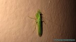 Thailand2013-0125.jpg