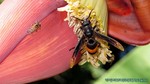 Thailand2013-0257.jpg