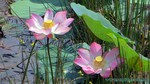Thailand2013-0374.jpg