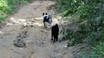 Thailand2013-0376.jpg