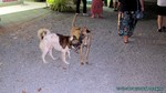 Thailand2013-0481.jpg