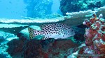 Thailand2013-0620.jpg