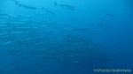 Thailand2013-0837.jpg