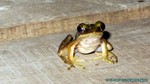 Thailand2013-1041.jpg