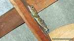 Thailand2013-1044.jpg