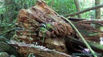 Thailand2013-1088.jpg