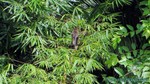 Thailand2013-1129.jpg