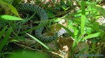 Thailand2013-1176.jpg