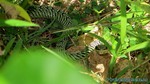 Thailand2013-1177.jpg