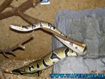 081004-17.jpg