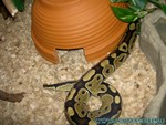 Prince-240106-05.jpg