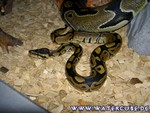091204-2.jpg