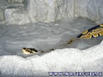 Einzug041204-25.jpg