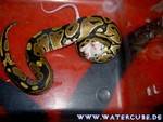 Futter101204-01.jpg