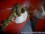 Futter101204-04.jpg