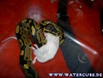 Futter101204-05.jpg