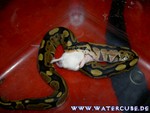 Futter101204-07.jpg