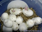 Nachwuchs-230705-06.jpg