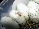 Nachwuchs-230705-12.jpg