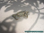 Malediven-058.jpg